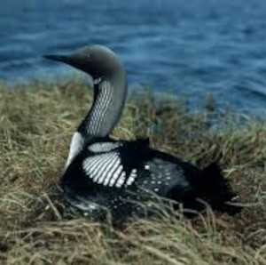 Gavia Arctica L
